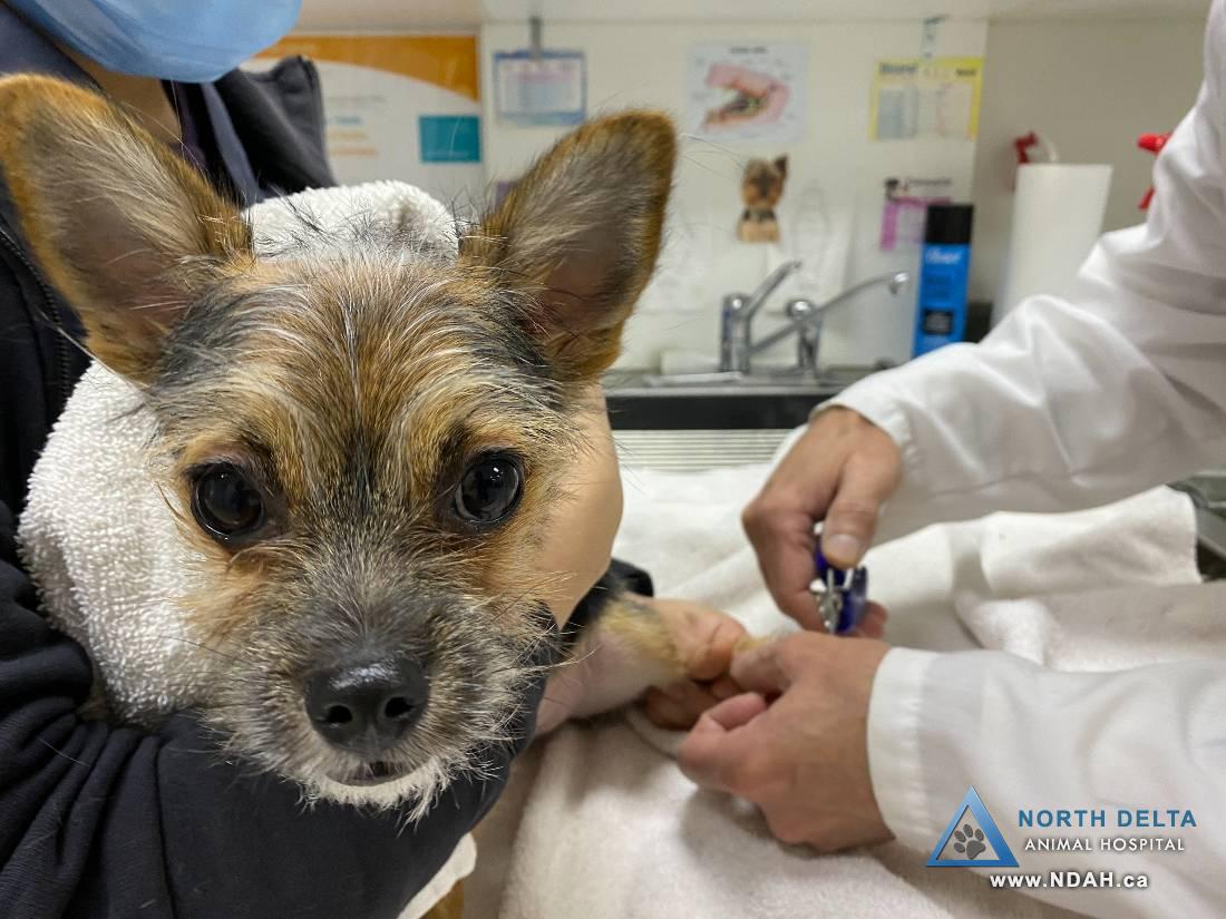 For Your Pet's Health Care Needs | Surrey, Delta Vets ...