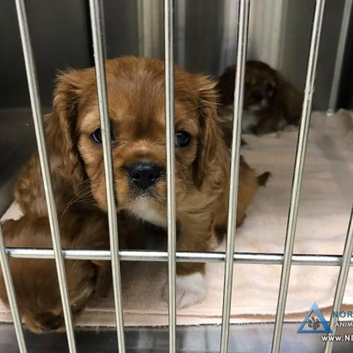  | Precious litter of purebred Cavalier King Charles Spaniel puppies getting their first general exam, vaccinations, and deworming | For Your Pet's Health Care Needs 