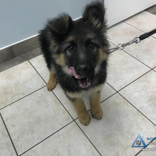  | Curious German Shepherd puppy joining our NDAH family | For Your Pet's Health Care Needs 