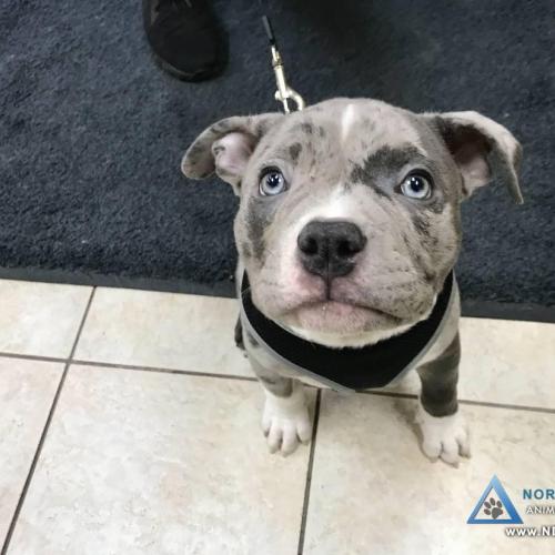  | The precious face of one of our newest patients: a blue merle Pocket Pitbull | For Your Pet's Health Care Needs 