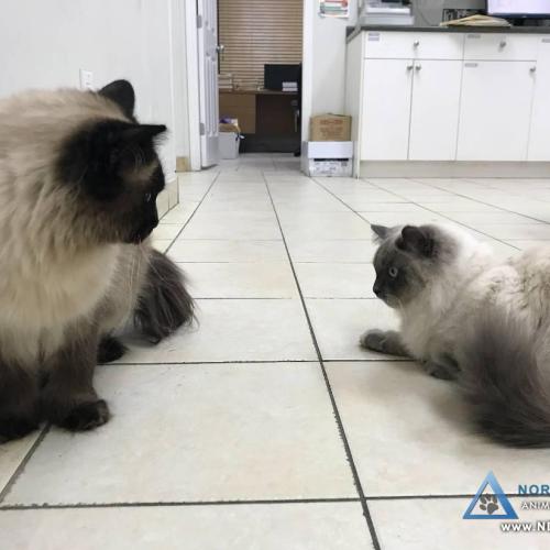  | Our shy clinic pet Ragdoll befriending a younger guest Ragdoll | For Your Pet's Health Care Needs 