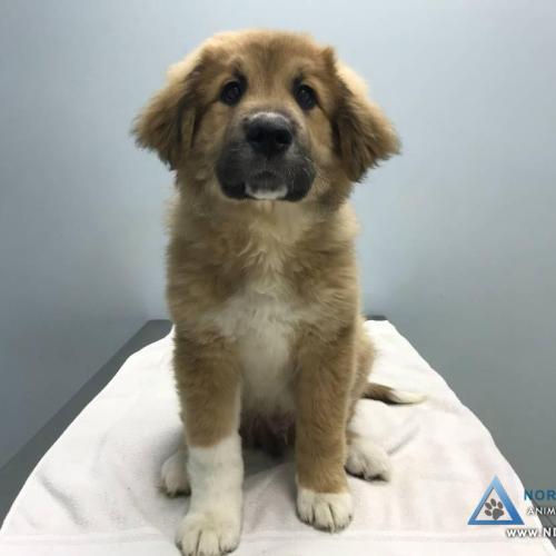  | Adorable mixed breed puppy posing on the exam table | For Your Pet's Health Care Needs 