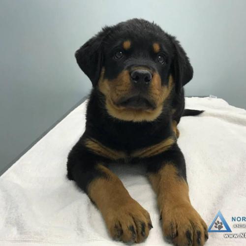  | Precious Rottweiler puppy on the exam table for the first time | For Your Pet's Health Care Needs 