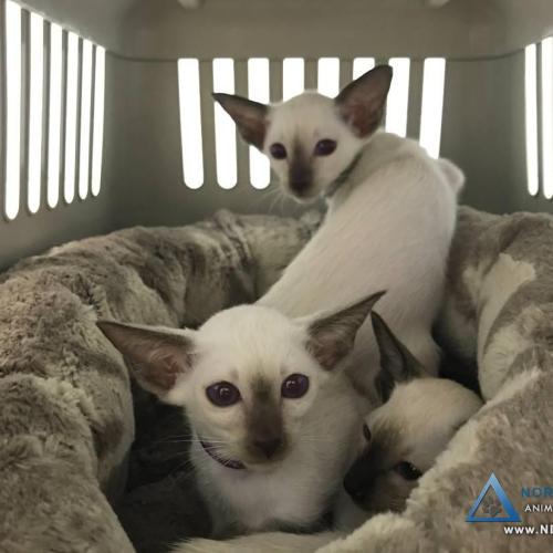  | Precious Siamese kittens waiting in their crate for their vaccinations | For Your Pet's Health Care Needs 
