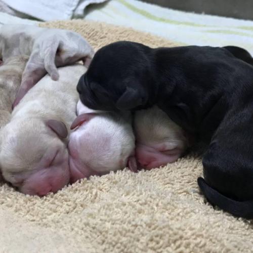 | Beautiful litter of French Bulldog x Poodle puppies delivered through Caesarean section by Dr. Singh | For Your Pet's Health Care Needs 