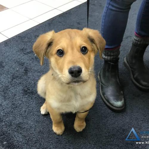  | Adorable mixed breed puppy welcomed as a new patient in 2021 | For Your Pet's Health Care Needs 
